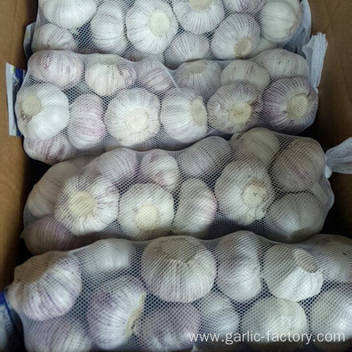 New Crop Fresh Garlic Market Price 1KG